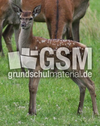 Rotwild - Rothirsch_1243.jpg